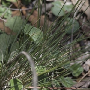 Poa sieberiana at Michelago, NSW - 12 Jan 2019