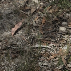 Poa sieberiana at Michelago, NSW - 12 Jan 2019