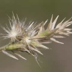 Enneapogon nigricans (Nine-awn Grass, Bottlewashers) at Illilanga & Baroona - 11 Jan 2019 by Illilanga