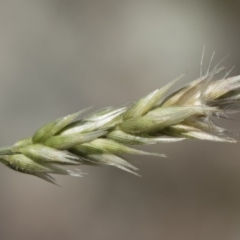 Enneapogon nigricans at Michelago, NSW - 12 Jan 2019