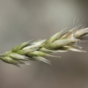 Enneapogon nigricans at Michelago, NSW - 12 Jan 2019 09:59 AM