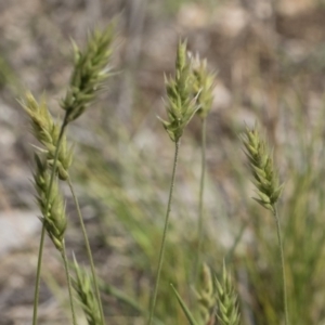 Enneapogon nigricans at Michelago, NSW - 12 Jan 2019