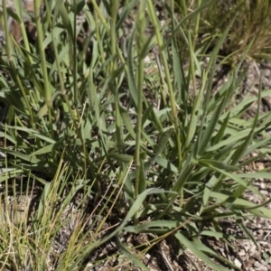 Enneapogon nigricans at Michelago, NSW - 12 Jan 2019