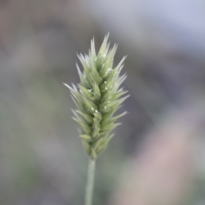 Enneapogon nigricans at Michelago, NSW - 29 Dec 2018