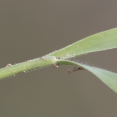 Enneapogon nigricans at Michelago, NSW - 29 Dec 2018