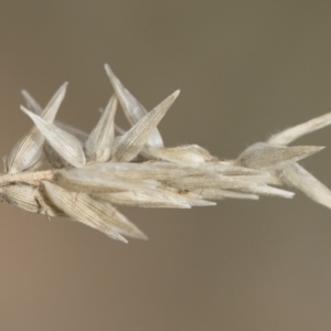 Enneapogon nigricans at Michelago, NSW - 29 Dec 2018