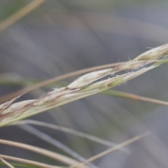 Rytidosperma pallidum (Red-anther Wallaby Grass) at Illilanga & Baroona - 15 Dec 2018 by Illilanga