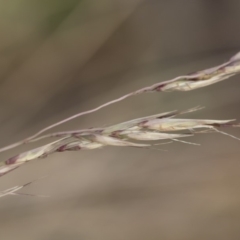 Rytidosperma pallidum at Michelago, NSW - 15 Dec 2018 06:08 PM