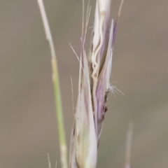 Rytidosperma pallidum at Michelago, NSW - 15 Dec 2018 06:08 PM