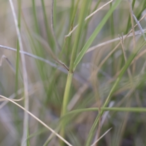 Rytidosperma pallidum at Michelago, NSW - 15 Dec 2018 06:08 PM