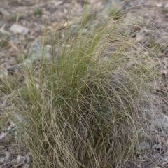 Rytidosperma pallidum at Michelago, NSW - 15 Dec 2018