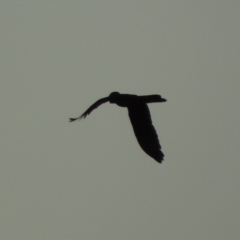 Zanda funerea (Yellow-tailed Black-Cockatoo) at Pollinator-friendly garden Conder - 29 Mar 2019 by michaelb