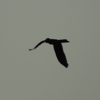 Zanda funerea (Yellow-tailed Black-Cockatoo) at Conder, ACT - 29 Mar 2019 by michaelb