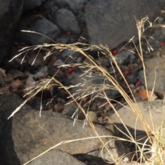 Lachnagrostis filiformis (Blown Grass) at Theodore, ACT - 27 Feb 2019 by MichaelBedingfield