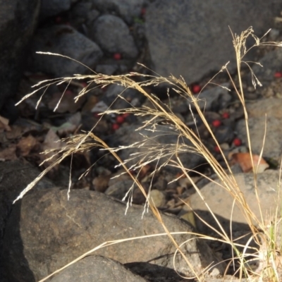 Lachnagrostis filiformis (Blown Grass) at Theodore, ACT - 27 Feb 2019 by michaelb