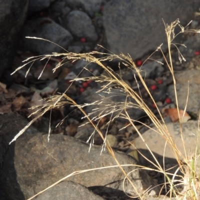 Lachnagrostis filiformis (Blown Grass) at Theodore, ACT - 27 Feb 2019 by MichaelBedingfield