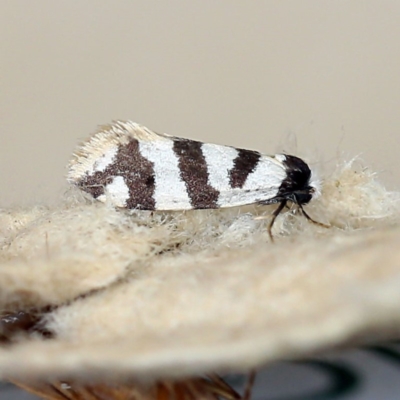 Lepidoscia characota (A Case moth (Psychidae) at O'Connor, ACT - 29 Mar 2019 by ibaird