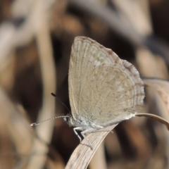 Zizina otis (Common Grass-Blue) at Theodore, ACT - 27 Feb 2019 by michaelb