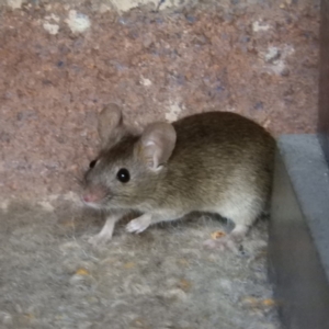 Mus musculus at Kambah, ACT - 30 Mar 2019 12:37 PM