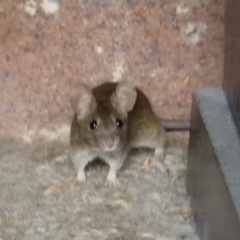 Mus musculus at Kambah, ACT - 30 Mar 2019 12:37 PM