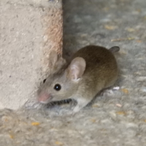 Mus musculus at Kambah, ACT - 30 Mar 2019 12:37 PM