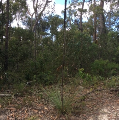 Unidentified Plant at Bendalong, NSW - 27 Mar 2019 by junefrewahotmail.com