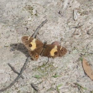 Tisiphone abeona at Towamba, NSW - 28 Mar 2019