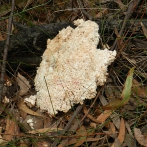 Laetiporus portentosus at Towamba, NSW - 28 Mar 2019