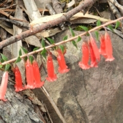 Epacris impressa (Common Heath) at Mount Imlay National Park - 28 Mar 2019 by SueMuffler