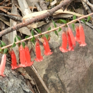 Epacris impressa at Towamba, NSW - 28 Mar 2019