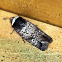 Proteuxoa restituta (Black-bodied Noctuid) at O'Connor, ACT - 29 Mar 2019 by ibaird