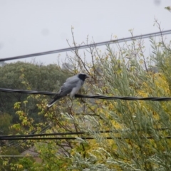 Coracina novaehollandiae (Black-faced Cuckooshrike) at Wanniassa, ACT - 29 Mar 2019 by Jenjen