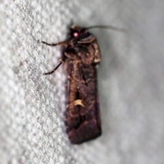 Proteuxoa bistrigula (An Owlet Moth) at O'Connor, ACT - 28 Mar 2019 by ibaird