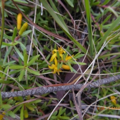 Persoonia chamaepeuce (Dwarf Geebung) at Mongarlowe, NSW - 13 Mar 2019 by AndyRussell