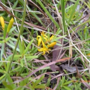 Persoonia chamaepeuce at Mongarlowe, NSW - 13 Mar 2019