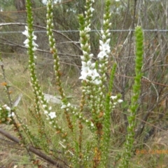 Epacris microphylla (Coral Heath) at Mongarlowe, NSW - 13 Mar 2019 by AndyRussell