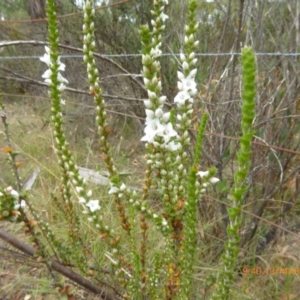 Epacris microphylla at Mongarlowe, NSW - 13 Mar 2019