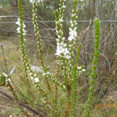 Epacris microphylla (Coral Heath) at Mongarlowe River - 12 Mar 2019 by AndyRussell