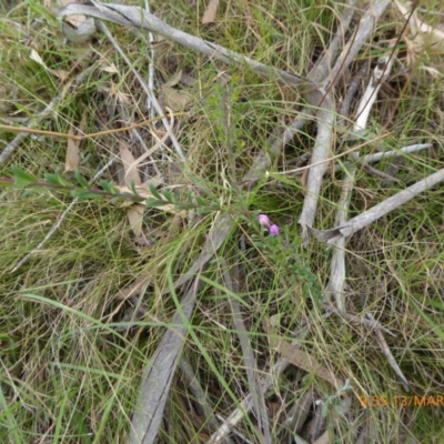 Comesperma ericinum (Heath Milkwort) at Mongarlowe, NSW - 13 Mar 2019 by AndyRussell