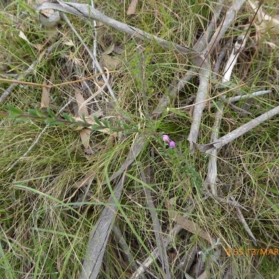 Comesperma ericinum (Heath Milkwort) at Mongarlowe, NSW - 12 Mar 2019 by AndyRussell