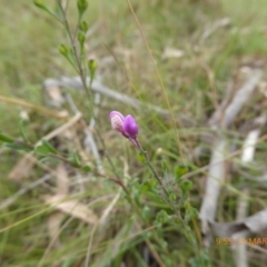 Comesperma ericinum at Mongarlowe, NSW - 13 Mar 2019