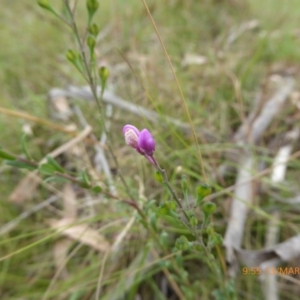 Comesperma ericinum at Mongarlowe, NSW - 13 Mar 2019