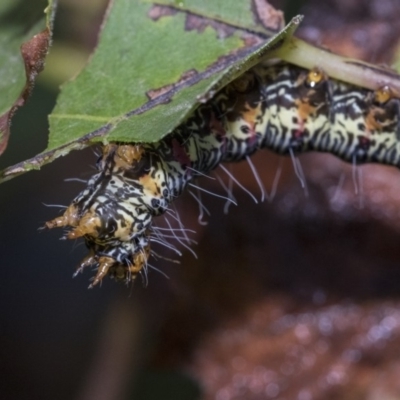 Phalaenoides glycinae (Grapevine Moth) at Higgins, ACT - 29 Mar 2019 by AlisonMilton