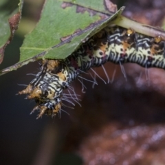 Phalaenoides glycinae (Grapevine Moth) at Higgins, ACT - 29 Mar 2019 by AlisonMilton
