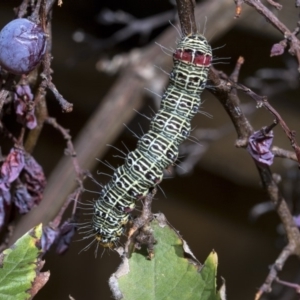 Phalaenoides glycinae at Higgins, ACT - 30 Mar 2019