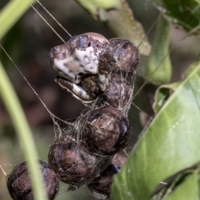 Celaenia excavata (Bird-dropping spider) at Higgins, ACT - 30 Mar 2019 by AlisonMilton