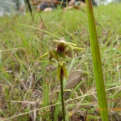 Corunastylis oligantha (Mongarlowe Midge Orchid) at Mongarlowe River - 12 Mar 2019 by AndyRussell