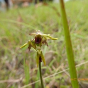 Corunastylis oligantha at Mongarlowe, NSW - suppressed