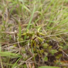 Corunastylis oligantha at Mongarlowe, NSW - suppressed