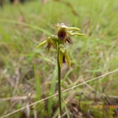 Corunastylis oligantha at Mongarlowe, NSW - suppressed